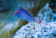 Pink Margin Wrasse.jpg