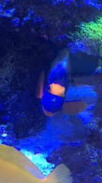BLUE1.jpg