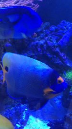 BLUE 2.jpg