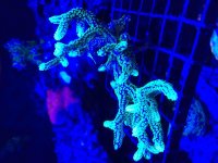 ImageUploadedByReefs2016-01-18 20:30:12 EST.jpg