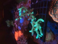 ImageUploadedByReefs2016-01-18 20:30:22 EST.jpg