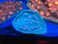 ImageUploadedByReefs2016-01-18 20:39:36 EST.jpg