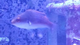 wrasse left.jpg