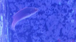 wrasse right.jpg