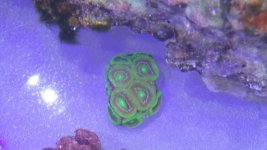 GreenAcan.jpg