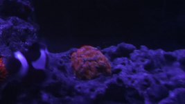 acan.jpg