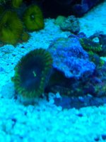 IMG_2229.jpg
