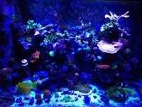 ImageUploadedByReefs2015-06-03 22:55:12 EDT.jpg