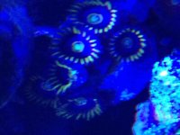 ImageUploadedByReefs2015-06-03 22:55:27 EDT.jpg