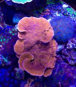 IMG_1096.jpg