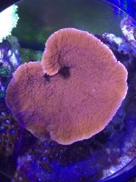 IMG_1098.jpg