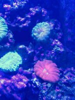ImageUploadedByReefs2015-08-01 17:53:43 EDT.jpg