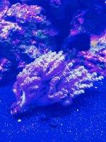 ImageUploadedByReefs2015-08-01 17:56:01 EDT.jpg