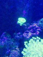 ImageUploadedByReefs2015-08-01 17:56:09 EDT.jpg