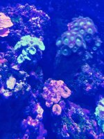 ImageUploadedByReefs2015-08-01 17:56:56 EDT.jpg