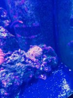 ImageUploadedByReefs2015-08-01 17:57:07 EDT.jpg