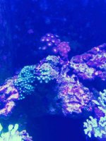 ImageUploadedByReefs2015-08-01 17:57:15 EDT.jpg