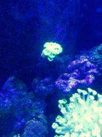 ImageUploadedByReefs2015-08-01 17:57:28 EDT.jpg