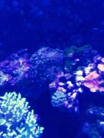 ImageUploadedByReefs2015-08-01 17:57:40 EDT.jpg