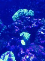 ImageUploadedByReefs2015-08-01 17:57:49 EDT.jpg