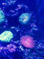 ImageUploadedByReefs2015-08-01 17:57:57 EDT.jpg