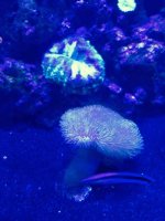 ImageUploadedByReefs2015-08-01 17:58:07 EDT.jpg