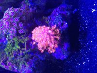 ImageUploadedByReefs2015-08-01 17:58:19 EDT.jpg