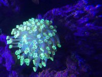 ImageUploadedByReefs2015-08-01 17:58:31 EDT.jpg