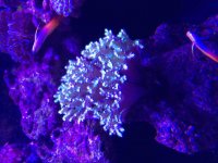 ImageUploadedByReefs2015-08-01 17:58:43 EDT.jpg