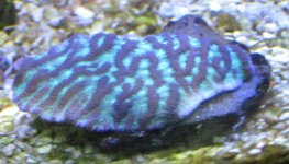 IMG_2466.jpg