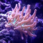 Anemone.jpg