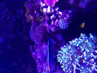 ImageUploadedByReefs2015-08-01 17:58:55 EDT.jpg