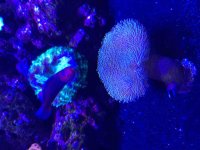 ImageUploadedByReefs2015-08-01 17:59:08 EDT.jpg