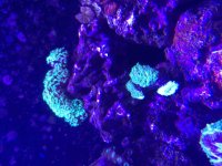 ImageUploadedByReefs2015-08-01 17:59:21 EDT.jpg