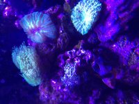 ImageUploadedByReefs2015-08-01 17:59:31 EDT.jpg