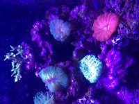 ImageUploadedByReefs2015-08-01 17:59:44 EDT.jpg