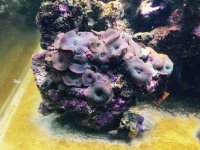 ImageUploadedByReefs2015-10-02 12:56:33 EDT.jpg