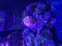 ImageUploadedByReefs2015-08-01 17:59:55 EDT.jpg