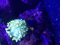 ImageUploadedByReefs2015-08-01 18:02:45 EDT.jpg