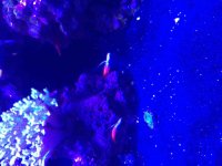 ImageUploadedByReefs2015-08-01 18:02:59 EDT.jpg