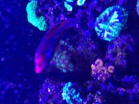 ImageUploadedByReefs2015-08-01 18:03:07 EDT.jpg