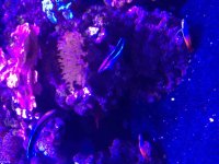 ImageUploadedByReefs2015-08-01 18:03:17 EDT.jpg