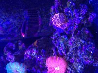 ImageUploadedByReefs2015-08-01 18:03:26 EDT.jpg