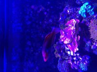 ImageUploadedByReefs2015-08-01 18:03:37 EDT.jpg