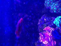 ImageUploadedByReefs2015-08-01 18:03:58 EDT.jpg