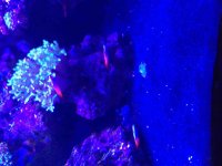 ImageUploadedByReefs2015-08-01 18:04:13 EDT.jpg