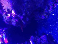 ImageUploadedByReefs2015-08-01 18:04:29 EDT.jpg