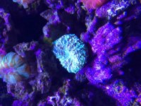 ImageUploadedByReefs2015-08-02 15:32:56 EDT.jpg