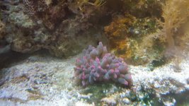 bubble tip.jpg