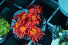 Orange_with_yellow_center.jpg